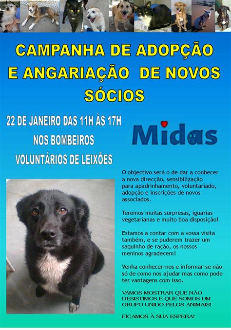 associação midas|CÃES PARA ADOPÇÃO .
